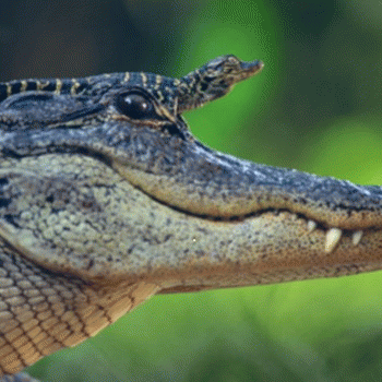 Sloth (USA-2) : Where Are We Headed Next on Our Fun Play Day?